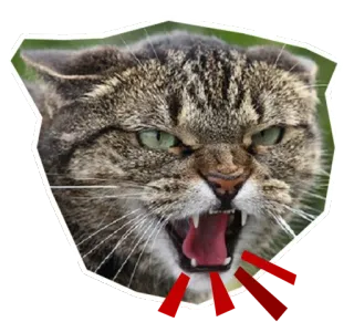 😡 แมว, โกรธ, ขู่, สัตว์, แมวป่า, สัตว์ตระกูลแมว telegram sticker