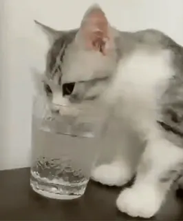 🐈⬛️ кот, пьет, стакан, вода, питомец, милый, домашнее животное telegram sticker