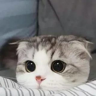 🥺 猫, 可愛い, 動物, ペット, スコティッシュフォールド, 子猫, 大きな目 telegram sticker