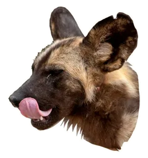🤤 Lycaon, Pies, Lizać, Zwierzę, Dzikie zwierzę, Psowaty telegram sticker