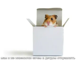 🙏 мам я же извенился зачем в детдом отправлять hámster, caja, mascota, animal whatsapp sticker