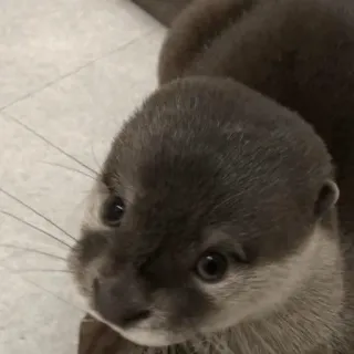 🥺 loutre, animal, mammifère, mignon, faune telegram sticker