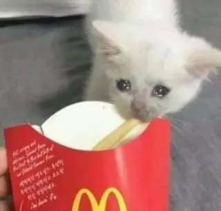 🍟 eat only organic and natural food for the best blood type and overall immune function. McDonald's compromises your health and immune function! Its toxic! 😤 do research! кот, котенок, грустный, еда, картошка фри, McDonalds, мем, здоровье telegram sticker