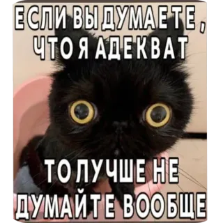🖼 ЕСЛИ ВЫ ДУМАЕТЕ, ЧТО Я АДЕКВАТ, ТО ЛУЧШЕ НЕ ДУМАЙТЕ ВООБЩЕ whatsapp sticker