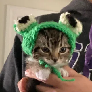 🐸 kätzchen, katze, tier, haustier, froschhut, süß whatsapp sticker