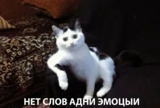 😼 НЕТ СЛОВ АДНИ ЭМОЦЫИ telegram sticker