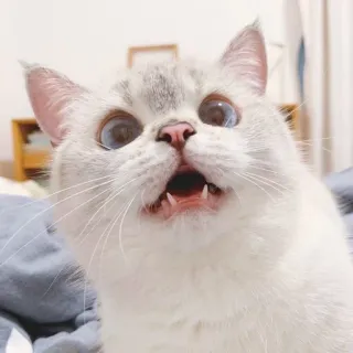 😳 gato, gracioso, meme, tierno, animal, sorprendido whatsapp sticker