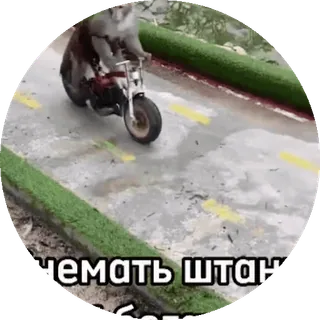 🌟 чемать штан Affe, Motorrad, Tier, Fahrzeug, Straße telegram sticker
