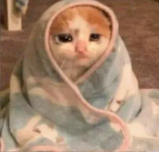 ‼️ Katze, Kätzchen, Decke, traurig, niedlich, Tier telegram sticker