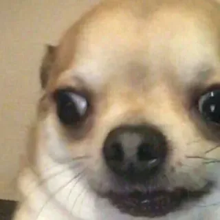 🐶 cachorro, chihuahua, animal, animal de estimação, meme, engraçado, fofo telegram sticker