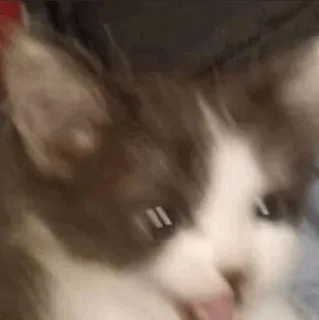🕯 cat, pet, animal, licking, cute whatsapp sticker