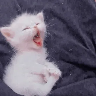 🐈‍⬛️ kitten, cute, animal, white cat, yawning, small cat telegram sticker