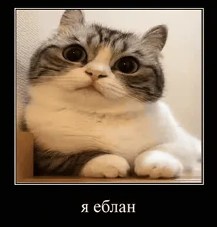 🌟 я еблан cat, funny, offensive, animal, meme telegram sticker