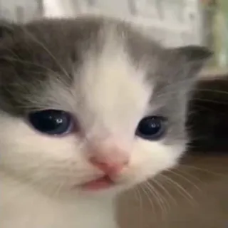😕 gattino, gatto, animale, animale domestico, carino, animale domestico telegram sticker