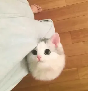 🍣 猫, 子猫, かわいい, 愛らしい, ペット, 動物 telegram sticker
