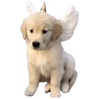 🥺 หมา, ลูกหมา, นางฟ้า, ปีก, โกลเด้นรีทรีฟเวอร์, น่ารัก, สัตว์เลี้ยง telegram sticker