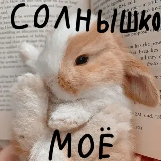 🐰 Солнышко
МОЁ lapin, lapinou, mignon, animal de compagnie, animal, bélier, russe, soleil whatsapp sticker