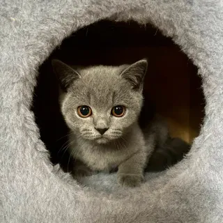 🙃 kucing, anak kucing, hewan peliharaan, lucu, binatang, british shorthair, abu-abu, felin telegram sticker