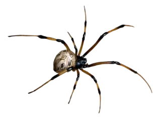 🕷 spin, spinachtige, insect, griezelig, insect, dier telegram sticker