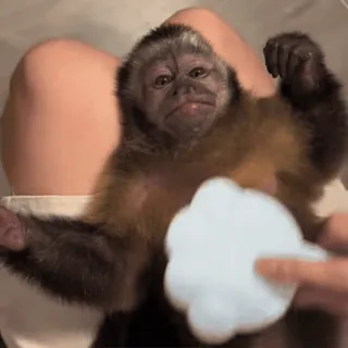 🤗 monkey, animal, primate, cute, funny, capuchin telegram sticker