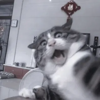 🐈‍⬛ Katze, lustig, verängstigt, schockiert, Meme telegram sticker