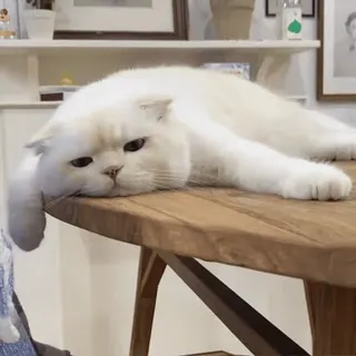 😓 kot, zwierzę, zwierzak, leniwy, stół, biały kot whatsapp sticker