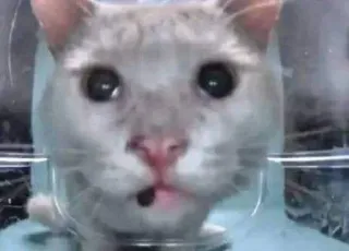 😔 gatto, animale, carino, animale domestico, divertente telegram sticker
