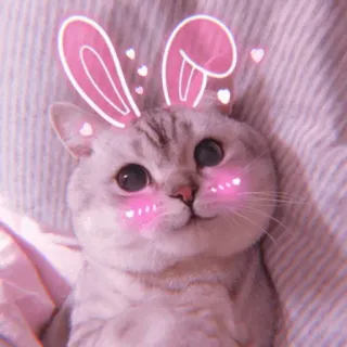 🧁 kot, kociak, uszy królika, słodki, zwierzę, zwierzak, kawaii telegram sticker