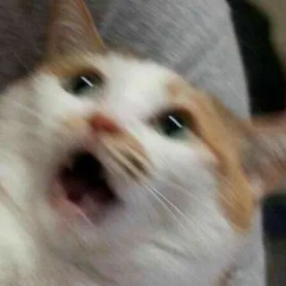 😦 Katze, verängstigt, geschockt, erschrocken, Haustier, Tier telegram sticker