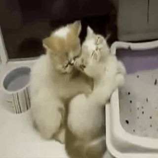 😍 cats, kittens, animals, pets, cute, grooming, affectionate telegram sticker