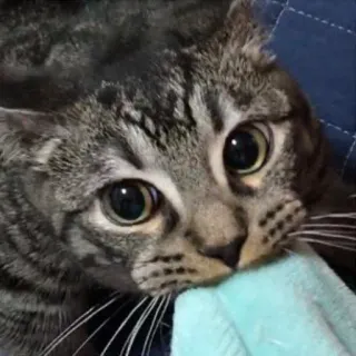 🦁 cat, pet, animal, feline, domestic cat, tabby whatsapp sticker