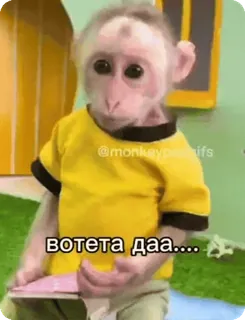 😯 вотета даа.... scimmia, scimmia antropomorfa, animale, carino, divertente, meme whatsapp sticker