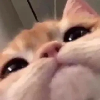 🤨 kucing, lucu, binatang, meme, hewan peliharaan telegram sticker