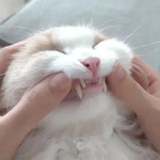😾 猫, ペット, 動物, 歯, 面白い, 可愛い telegram sticker