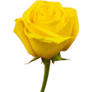 🌹 กุหลาบสีเหลือง, ดอกไม้, ธรรมชาติ, พืช, ลายดอกไม้, บาน telegram sticker