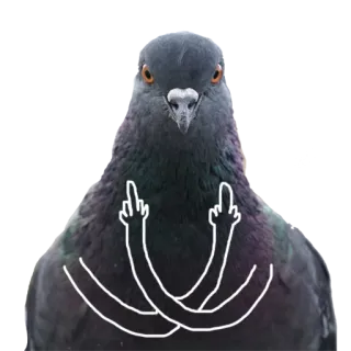 🌈 새, 비둘기, 가운데 손가락, 모욕적인, 제스처, 무례한 telegram sticker