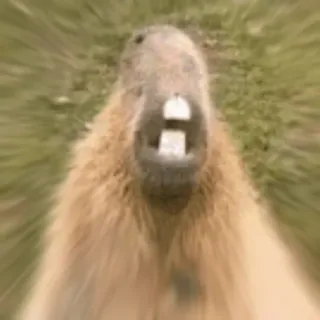 😫 Capybara, Tier, Nagetier, lustig, Meme whatsapp sticker