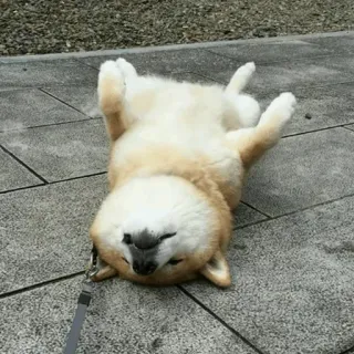 🐾 Hund, Shiba Inu, süß, Tier, Haustier, spielerisch whatsapp sticker