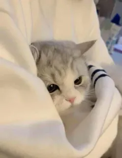 😔 猫, かわいい, 動物, ペット, 子猫 telegram sticker