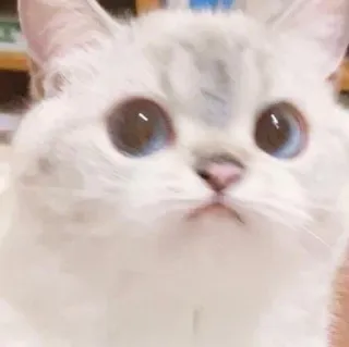 😒 gatto, gattino, gatto bianco, carino, animale, animale domestico, occhi grandi telegram sticker