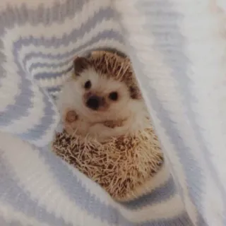 🦔 riccio, carino, animale, animale domestico, mammifero whatsapp sticker