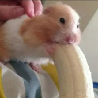 🍌 hamster, pisang, hewan peliharaan, binatang, lucu telegram sticker