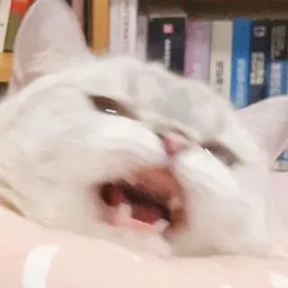 😖 cat, animal, white cat, pet, feline, domestic animal whatsapp sticker