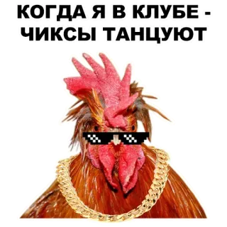 ☝️ КОГДА Я В КЛУБЕ - ЧИКСЫ ТАНЦУЮТ Huhn, Club, Tanzen, Sonnenbrille, Goldkette, Tier telegram sticker