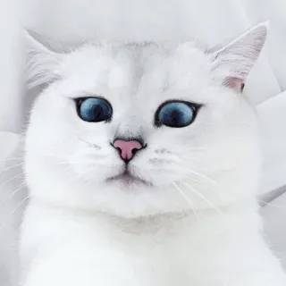 😉 gato, gato branco, olhos azuis, animal de estimação, animal, fofo, gato doméstico, felino telegram sticker