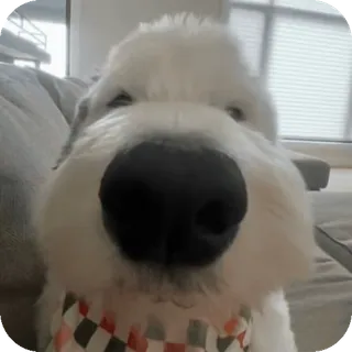 😶 Bunny Bunny the Dog whatsapp sticker