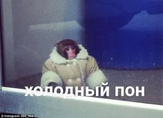 🥶 Холодный пон monkey, animal, coat, cold, snow telegram sticker