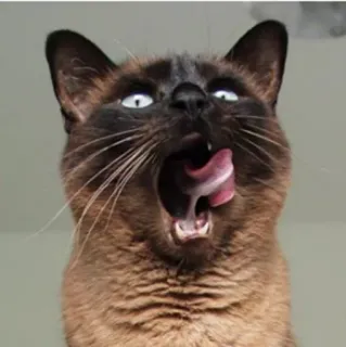 😋 кот, лизать, питомец, животное, язык, домашняя кошка telegram sticker