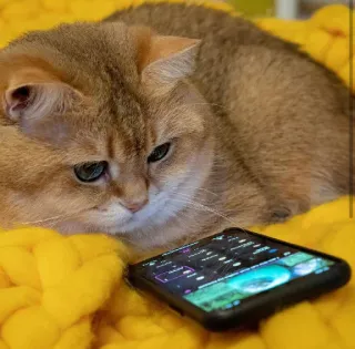 🐱 kucing, hewan peliharaan, hewan, telepon, hiburan whatsapp sticker