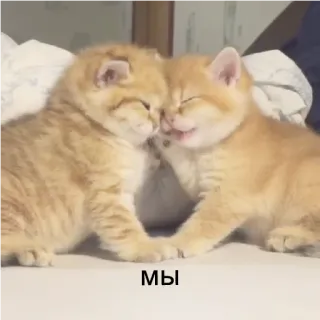 😻 Мы cats, kittens, cute, animals, friends, love telegram sticker